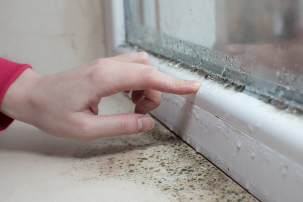 Best Forensic Mold Investigation  in Westchester, IL